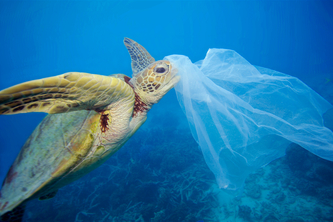 Human Impact on Animals