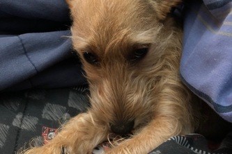 Pawfect Match