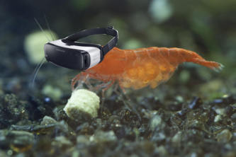 SHRIMP IN VR!