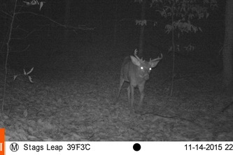 Trail Camera Classification