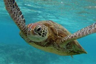 Turtle Polygon Generator