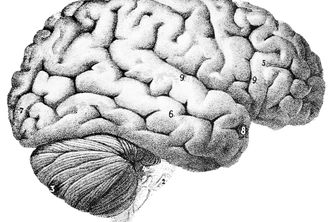 Psyche