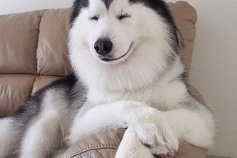 HuskyEats