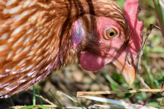 POLLOFEED
