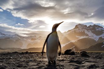 PenGo