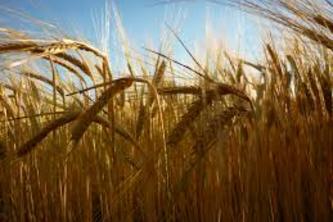 Farm Fever
