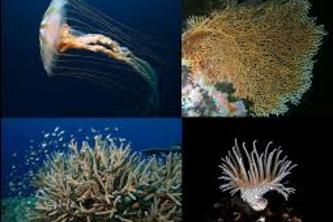 Cnidarians transport container  