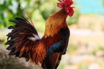 Rooster