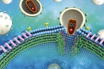 Corona virus trap / virus detector