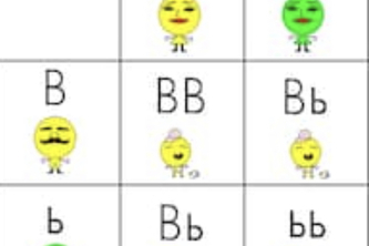 Punnet Square