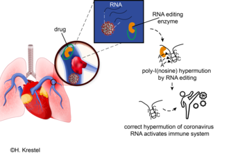 RNA editing of corona activates inate immune system response