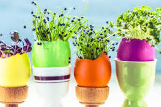 Mikrofiliz yetiştirme kiti