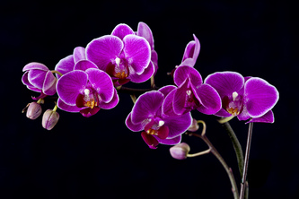 The Orchid Organization: SunWatch