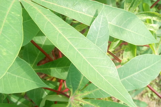 Cassava Disease Diagnosis