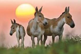 Herd prediction as cluster dynamics.