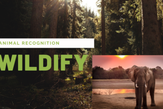 Wildify - Animal Recognition