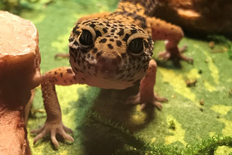 Friend, Enemy, ....Lover?