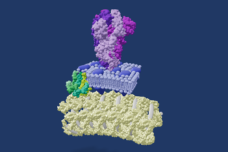SARS-CoV-2 Spike Protein