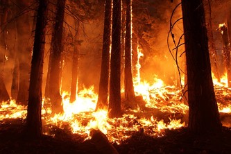 Forest Fire Prediction