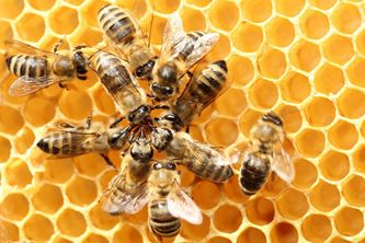 Hive Bots: Urban Search & Rescue (@Niranjan, @katielz)