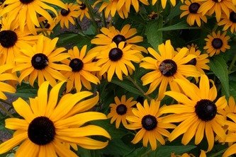  A responsive web application - Nostalgia