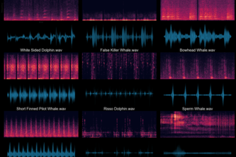 Classifying Marine Mammal Vocals w/ Machine Learning