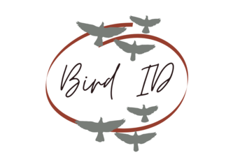 Bird ID App Redesigned
