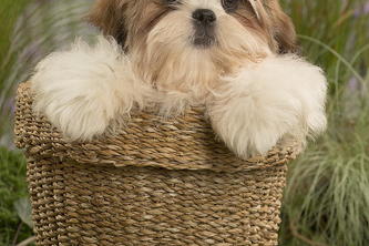 Presentation -Shitzu