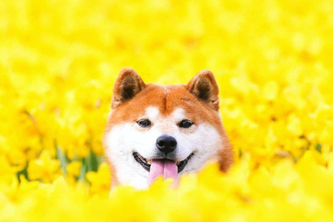 Dog Breed Identifier