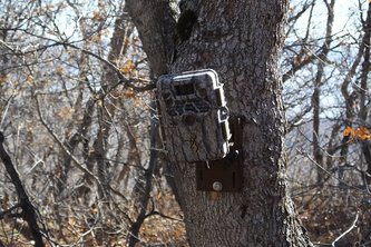 Forest Ecosystem Management