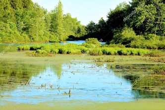 Conservation Of Wetlands