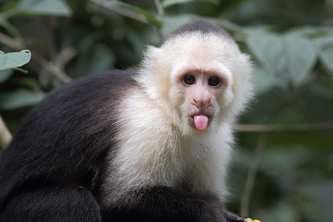 Monkey-Sort