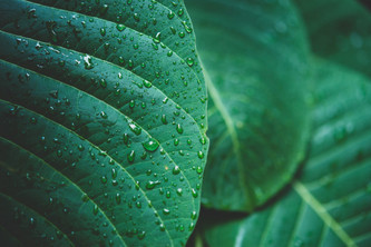 Build an Environmental Hack
