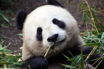 Saving Endangered Animals