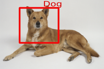 Animal Classification