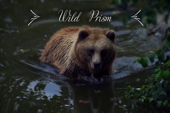 WildPrism