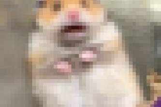 Hamster_Pixart