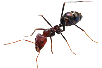 #2 ANT