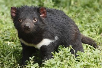 The Tasmanian Devil Trivia Game