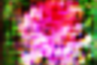 Framework Flowers