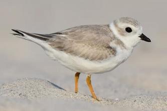 The Plight of the Piping Plover