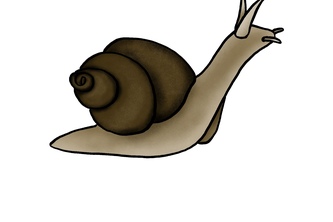 The Study Snail