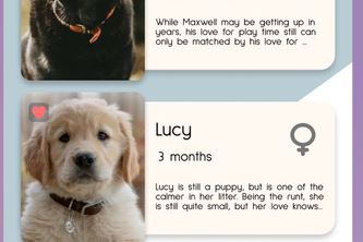 Endless Pawsibilities