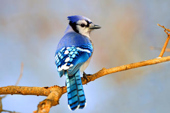 Birdcall Recognition