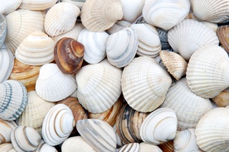 Machine-Learning-Seashell-Classifier-Website