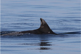 AI: Analysing Aquatic Life
