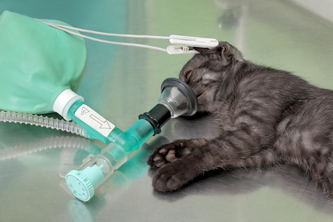 Animal Anesthesia Dosages