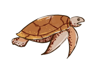 Save the Turtles