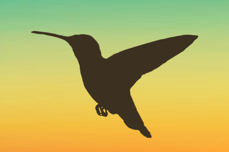 Hummingbird