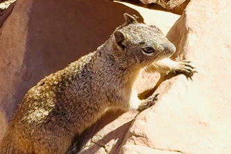 DELVE: The World's Best Bias Detector